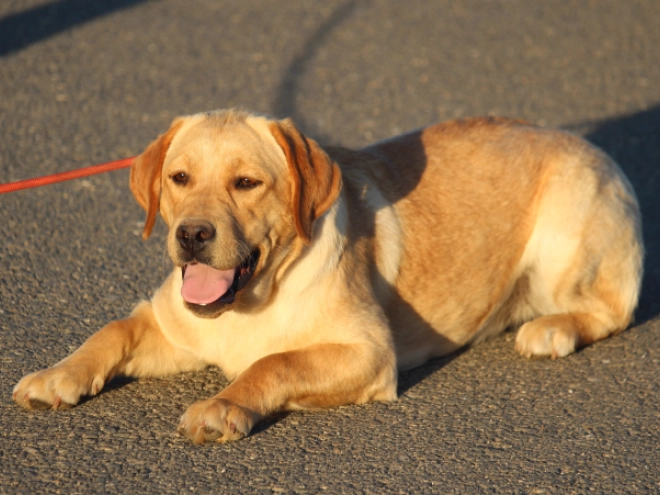 Labrador Retriever puppy for sale