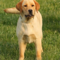 Cassandra, golden Labrador Retriever Welpen kaufen