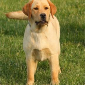 Labrador Retriever puppy for sale