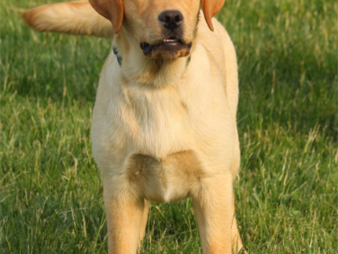 Labrador Retriever puppy for sale