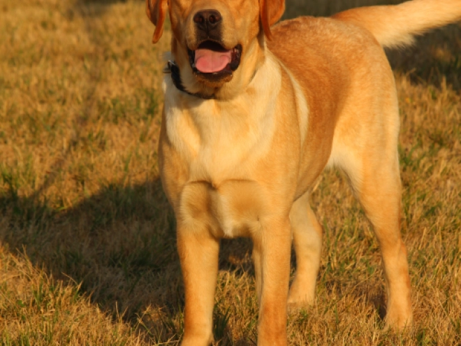Labrador Retriever puppy for sale