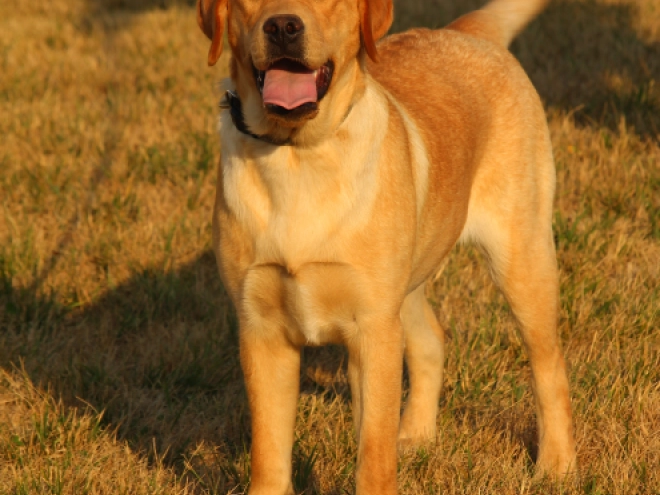 Labrador Retriever puppy for sale