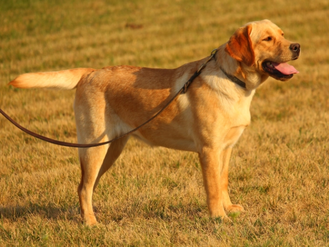 Labrador Retriever puppy for sale