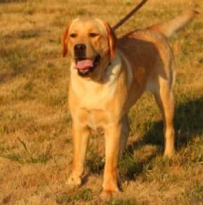 Labrador Retriever Welpe kaufen