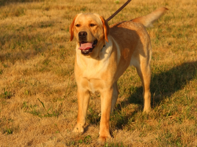 Labrador Retriever puppy for sale