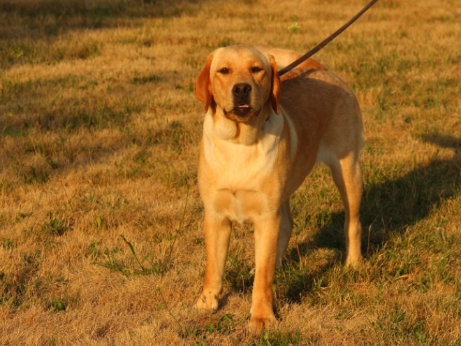 Labrador Retriever puppy for sale