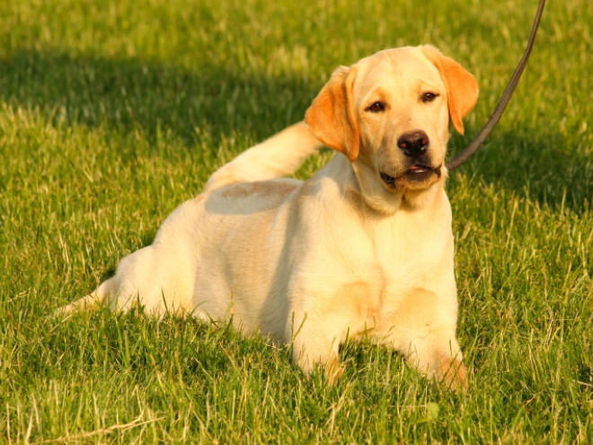Labrador Retriever Welpe kaufen