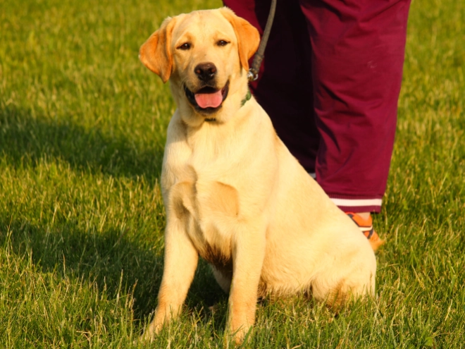 Labrador Retriever Welpe kaufen