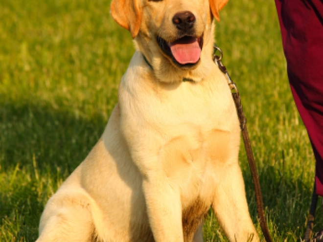 Labrador Retriever Welpe kaufen