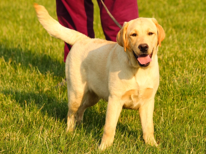 Labrador Retriever Welpe kaufen
