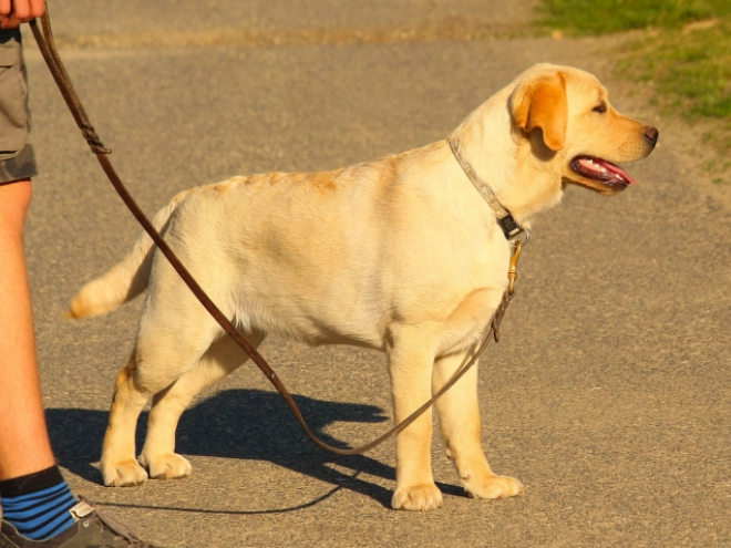 Labrador Retriever Welpe kaufen