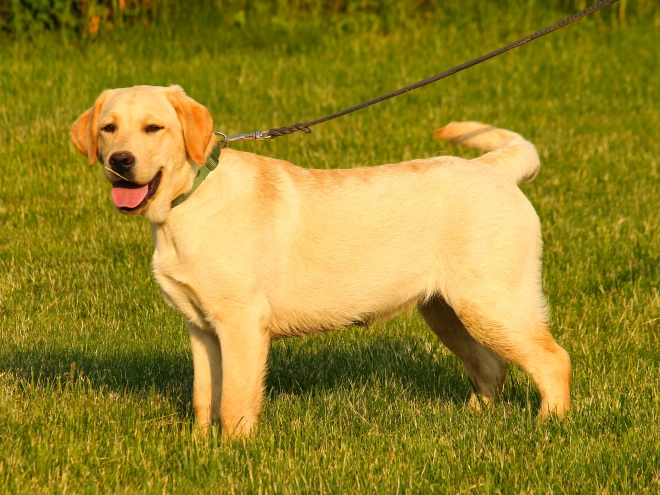 Labrador Retriever Welpe kaufen