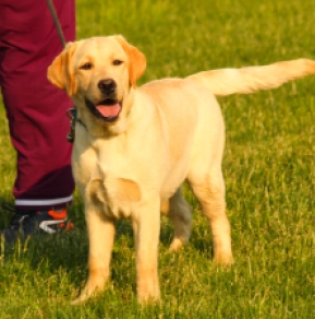 Labrador Retriever Welpe kaufen