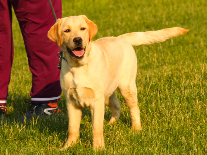 Labrador Retriever Welpe kaufen