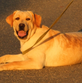 Labrador Retriever Welpe kaufen