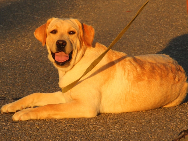 Perros Labrador Retriever en venta