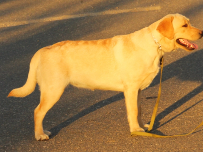 Perros Labrador Retriever en venta
