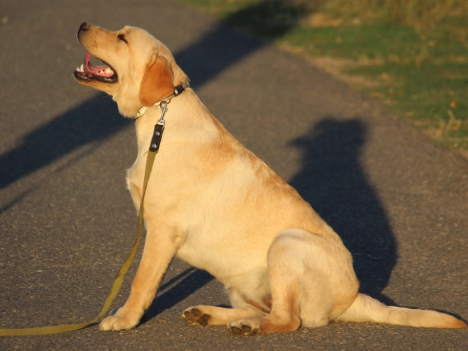 Perros Labrador Retriever en venta