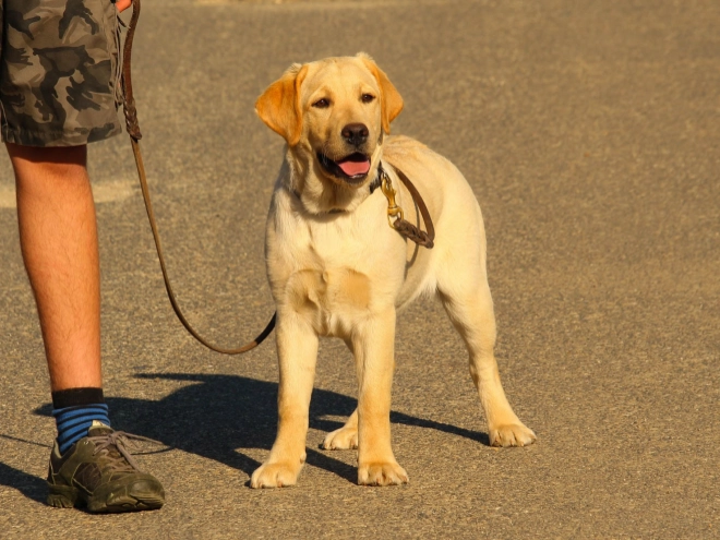 Labrador Retriever Welpe kaufen