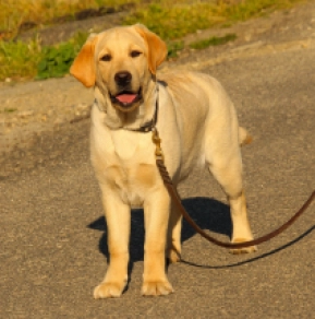 Labrador Retriever Welpe zu verkaufen