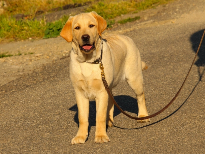 Labrador Retriever Welpe kaufen