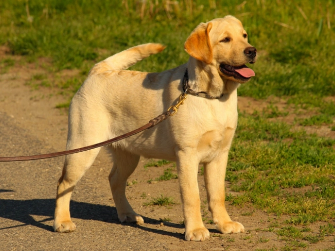 Labrador Retriever Welpe kaufen