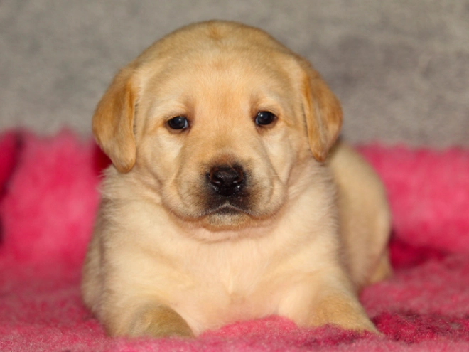 Labrador Retriever Welpe kaufen