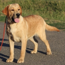 Eano, golden Labrador Retriever Welpen kaufen