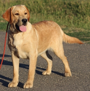 Labrador Retriever Welpe kaufen