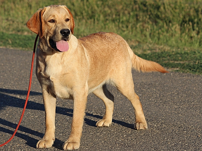 Labrador Retriever Welpe kaufen