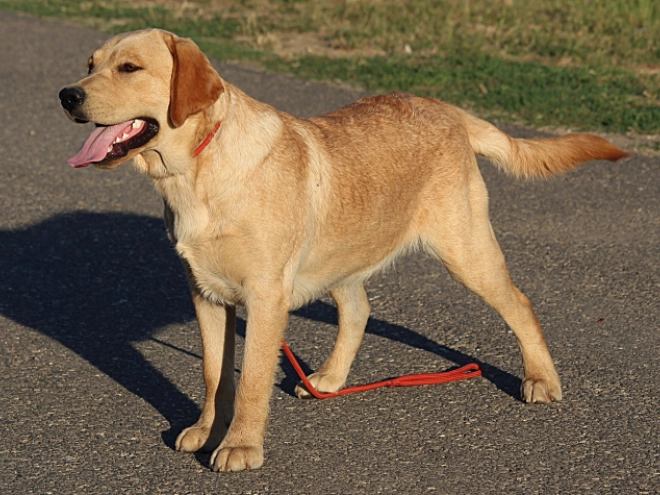 Labrador Retriever Welpe kaufen