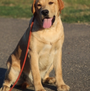 Labrador Retriever puppy for sale