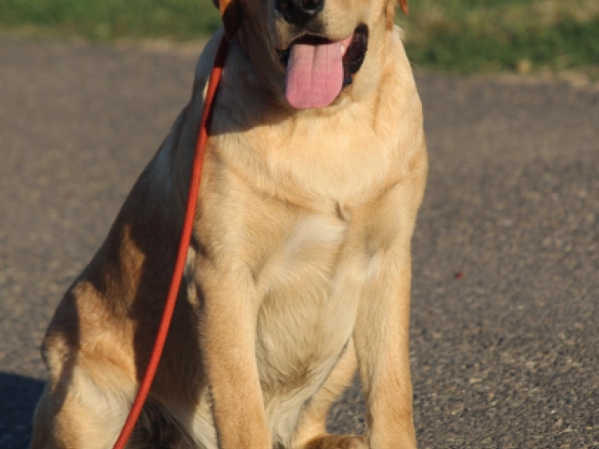 Labrador Retriever Welpe kaufen