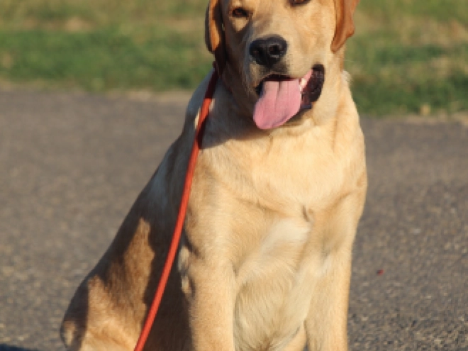 Labrador Retriever Welpe kaufen