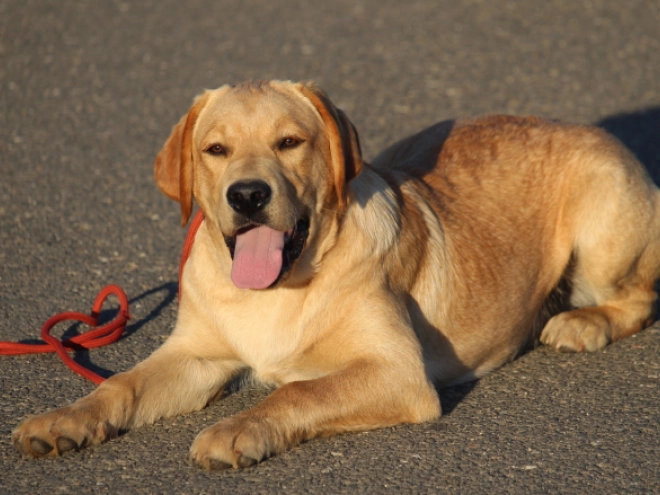 Labrador Retriever Welpe kaufen