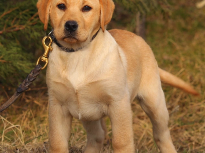 Labrador Retriever puppy for sale