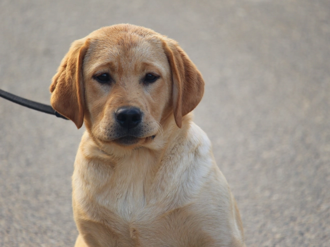 Labrador Retriever puppy for sale