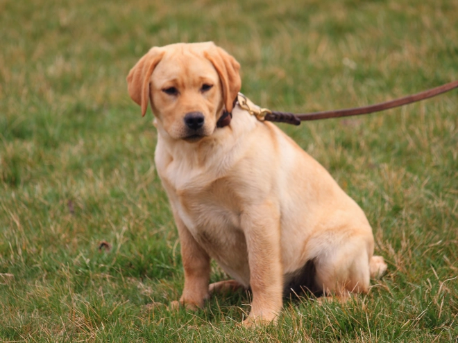 Labrador Retriever puppy for sale