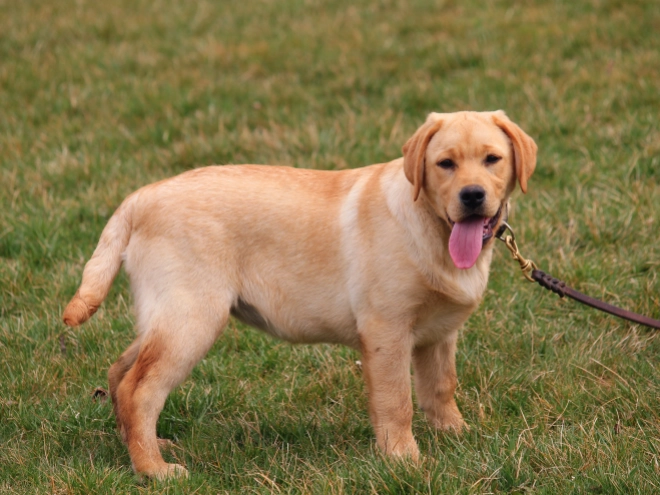Labrador Retriever puppy for sale