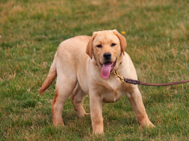 Labrador Retriever puppy for sale