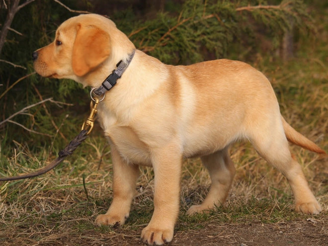 Labrador Retriever puppy for sale