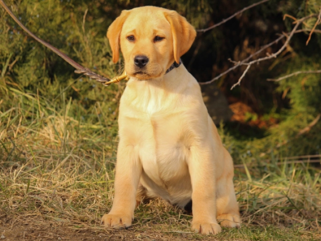 Labrador Retriever puppy for sale