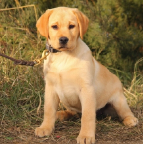 Perros Labrador Retriever en venta