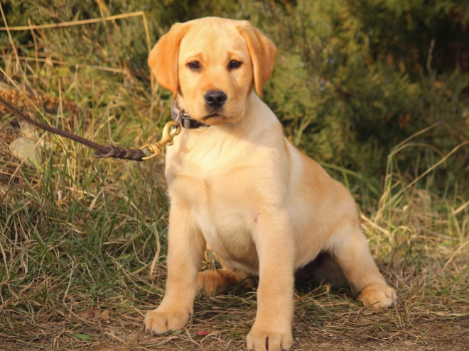 Labrador Retriever puppy for sale