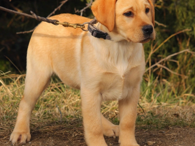 Labrador Retriever puppy for sale