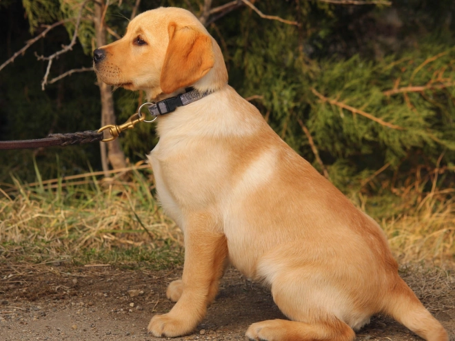Labrador Retriever puppy for sale