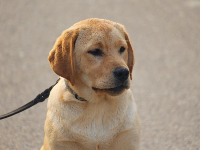 Labrador Retriever puppy for sale