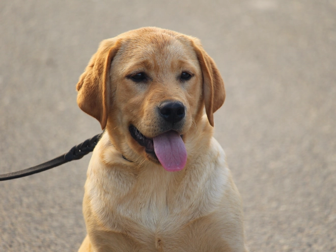 Labrador Retriever puppy for sale