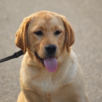 Perros Labrador Retriever en venta