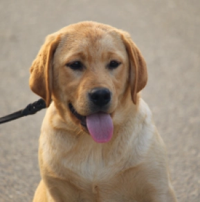 Labrador Retriever puppy for sale